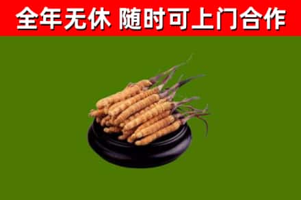 阳江回收散虫草